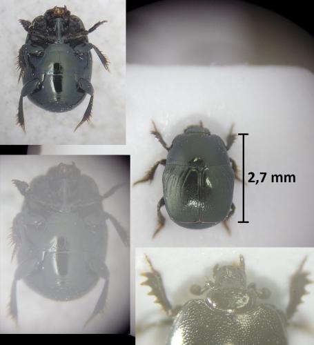 Hypocaccus rugifrons